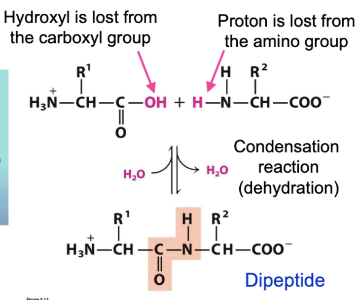 <p>joined through <strong>amide group and hydroxyl</strong></p><p>amino acids in peptide chain are called residues</p>