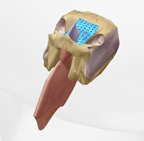term image