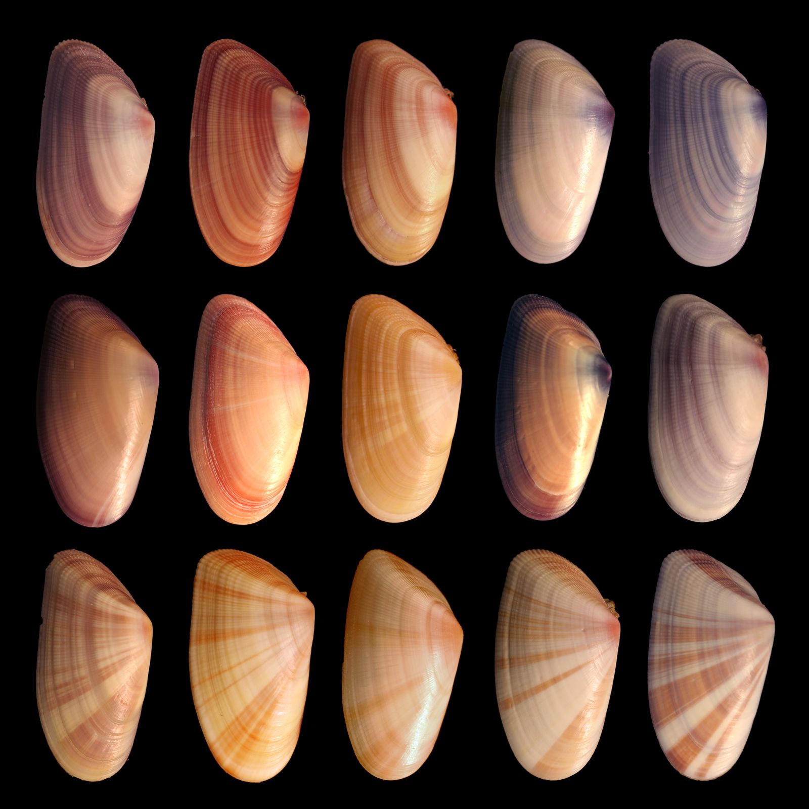 <p>Differences between individuals of the same species.</p>