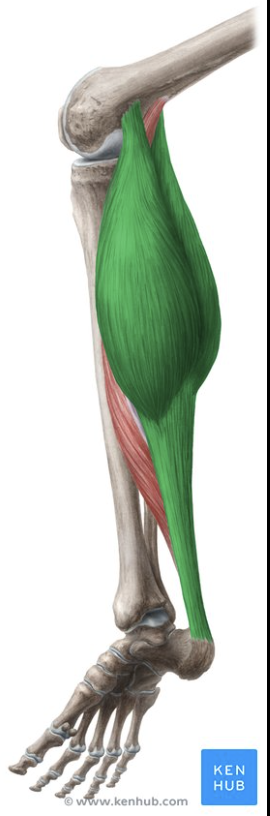 <p>Plantar flexes foot. Flexes knee.</p>