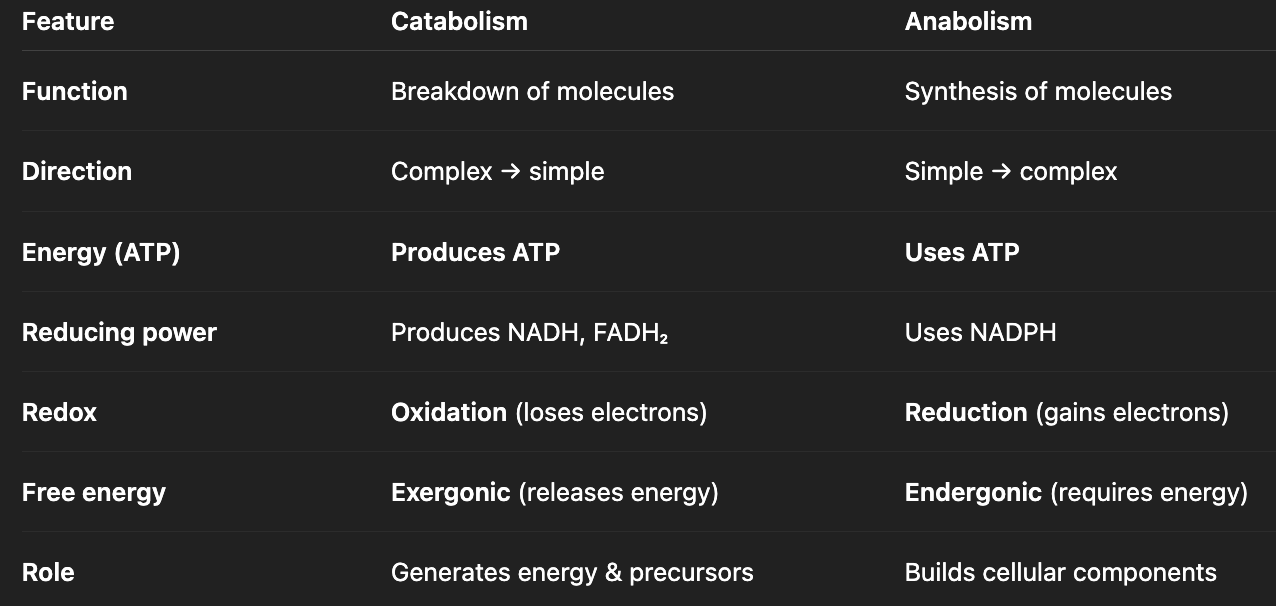 <p><strong>catabolism:</strong> breaks down molecules</p><p><strong>anabolism: </strong>assembles macromolecules</p>
