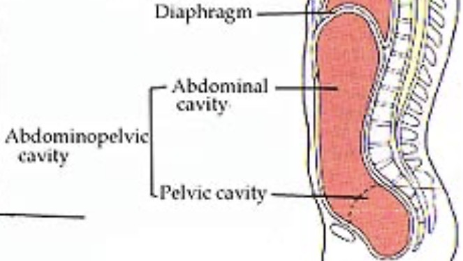 <p><strong>large space below your chest</strong> that contains many of your organs</p><p>Contains abdominal and pelvic cavity</p>