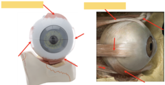 <p>extra ocular eye muscles: what is the highlighted part pointing to?</p>