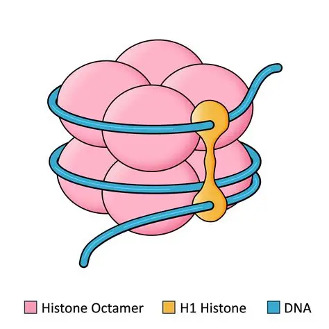 <p>Level 2: Nucleosomes - Nucleosome is the basic structure when DNA wraps around histone proteins and is made up of DNA duplex coiled around 8 histone proteins every 147 base pairs (bp). Histones are positively charged and strongly attracted to negative charged phosphate groups of DNA. Nucleosomes wrap into higher order coils → solenoids.</p>