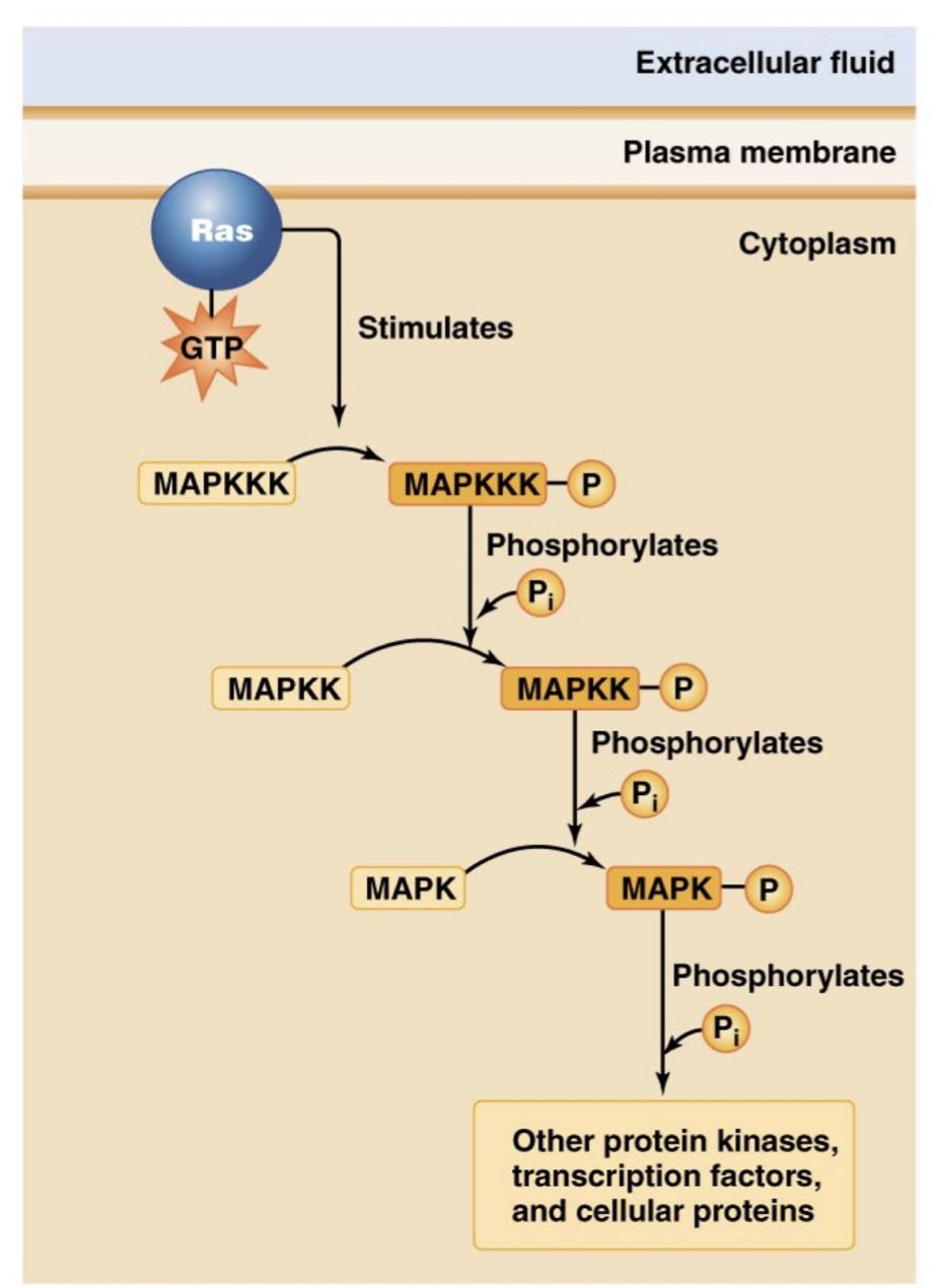 <p>When a ligand binds to a tyrosine kinase receptor, it triggers this recpetor to dimerize and once dimerized, it autophosphorylates.</p><p>Now that the dimer is phosphorylated, it is in its active form and it interacts with and activates protein kinases</p><p>In turn, these protein kinases signal to Ras proteins to become active by binding GTP instead of GDP, which is their inactive signal. GTP as a secondary messenger.</p><p>Ras continues switching between active and inactive forms.</p><p>However, when Ras is active it triggers a phosphorylation cascade response.</p><p>Ras proteins activate and phosphorylate MAPKKK proteins which will in turn phosphorylate MAPKK proteins,</p><p>Phosphorylated MAPKK will phosphorylate MAPK proteins, which will then phosphorylate other protein kinases, transcription factors, and proteins for the response.</p>