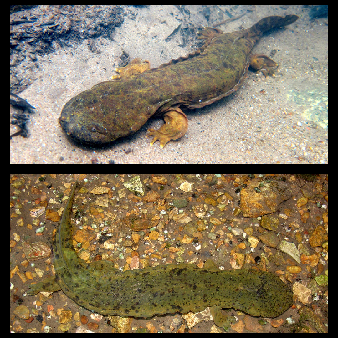 <p>Hellbender</p>
