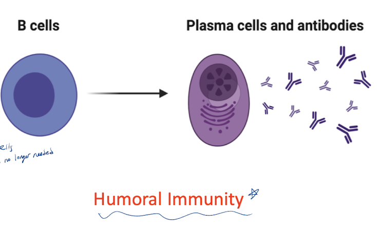 <p>what are the characteristics of B cells (amount, type, markers)?</p>