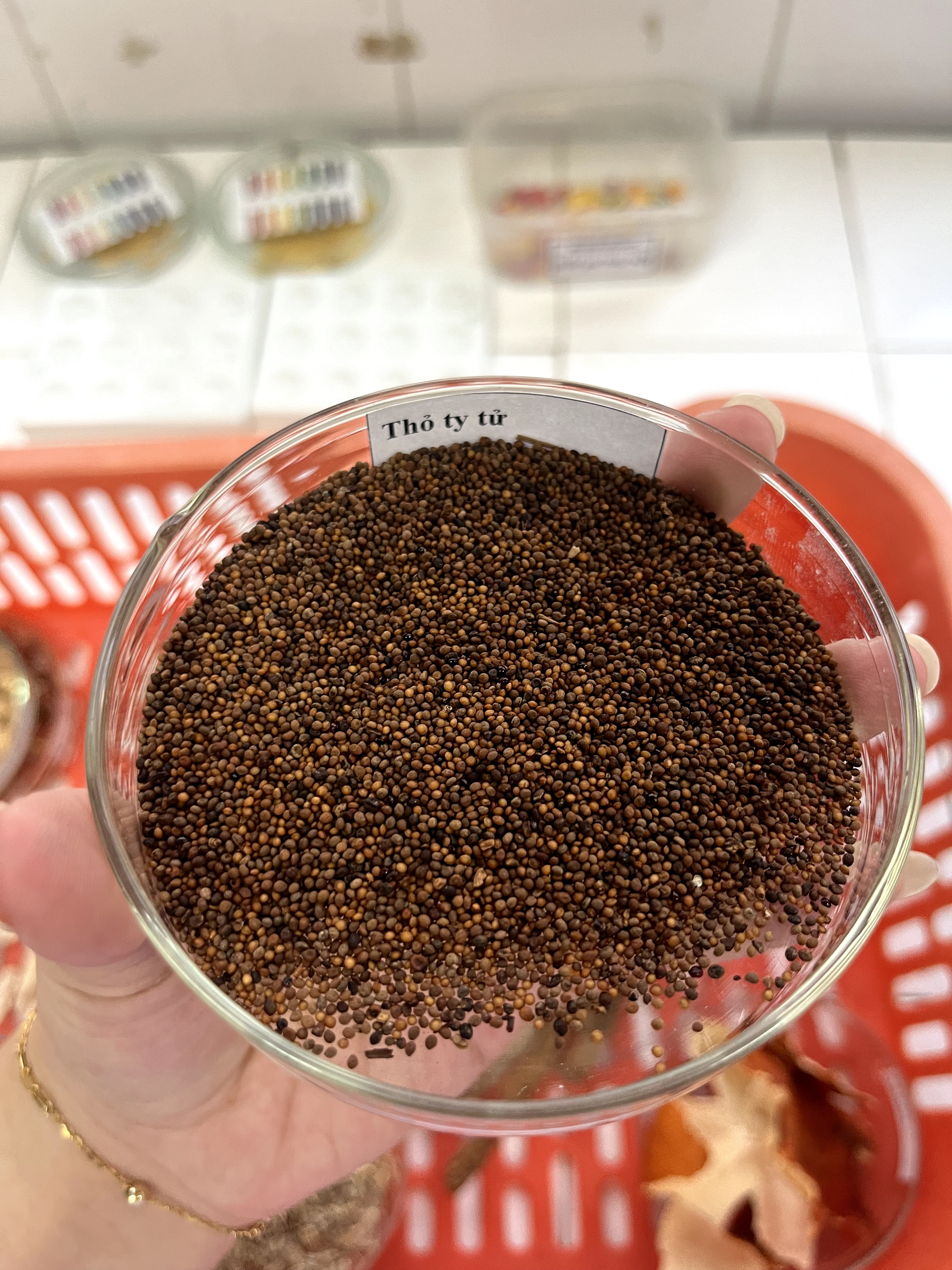 <p>thỏ ty tử</p>