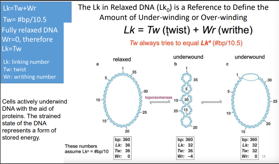 <p>Lk=Tw(twist)+ Wr(writhe)</p>