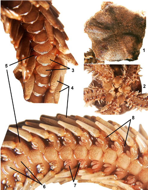 <p>class</p><p>label</p>