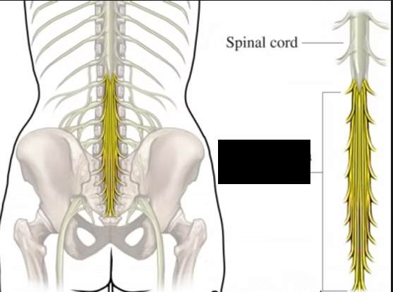 <p>a bundle of nerve roots located at the base of the spinal cord (in the lower back) that controls sensation and movement in the legs, as well as bladder and bowel functions<span>. Its name derives from Latin, translating to "horse's tail," which perfectly describes its visual appearance. </span></p>