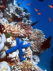 <p>The study of the relationships between organisms and their environment.</p>