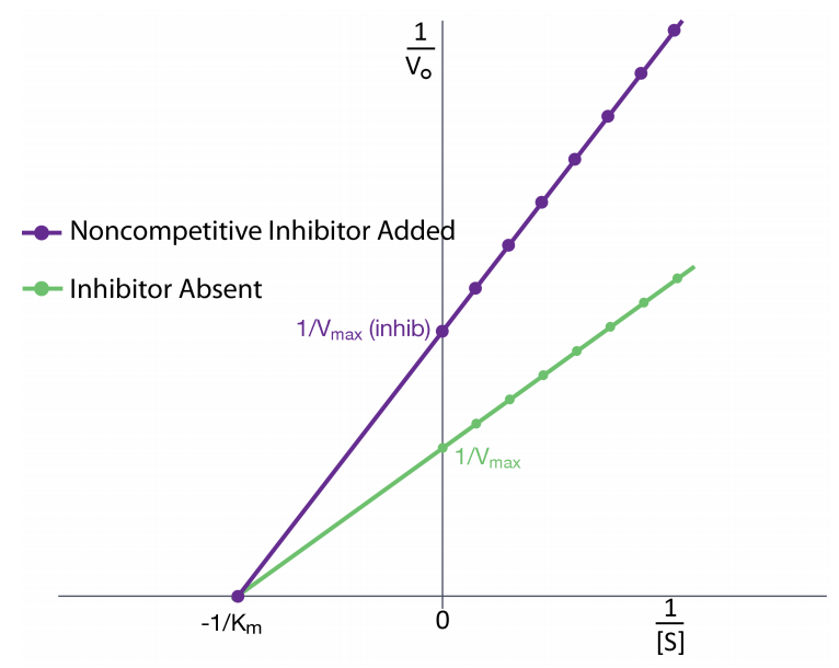 <p>effector binds either the E or ES at an allosteric site, slowing the reaction</p>