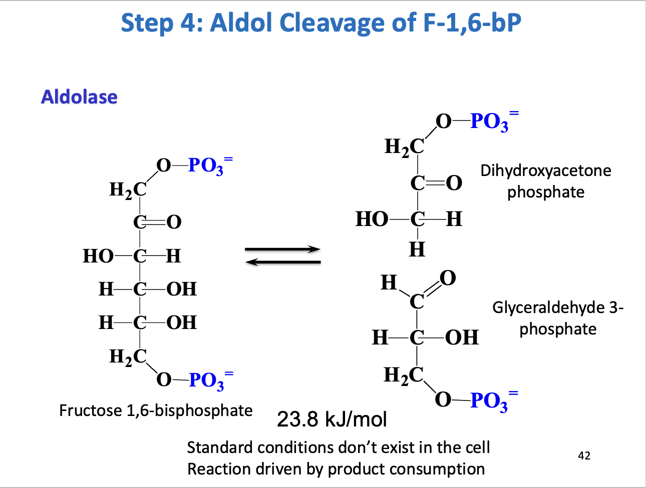 <ul><li><p><strong>Enzyme:</strong> Aldolase</p></li><li><p><strong>Reaction:</strong> F1,6BP <span data-name="left_right_arrow" data-type="emoji">↔</span> <strong>Dihydroxyacetone phosphate (DHAP) + Glyceraldehyde-3-phosphate (GAP)</strong></p></li><li><p><strong>Thermodynamics:</strong> ΔG°' = +23.8 kJ/mol → reversible, driven forward by <strong>product consumption</strong></p></li><li><p><strong>Purpose:</strong> Cleaves 6-carbon sugar into two 3-carbon molecules</p></li></ul><p></p>