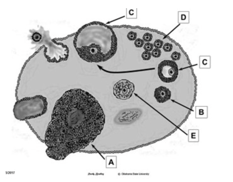 <p>Match the letter to structure</p>