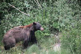 <p>Black Bear (Ursus americanus)</p>