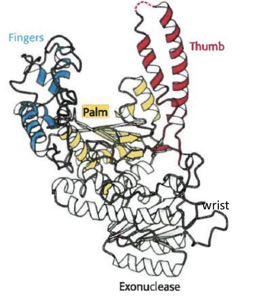 <p>what is the name for this structure? what is it a part of?</p>