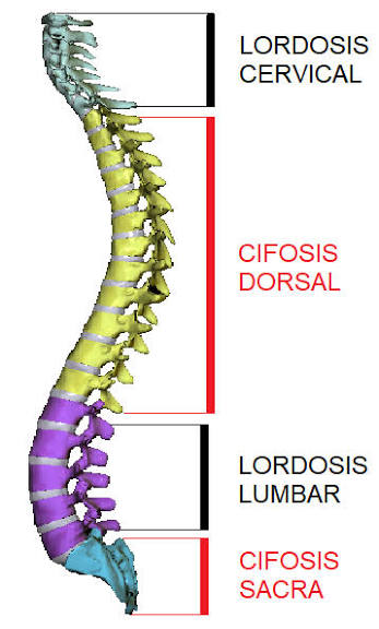 <p>curvatura natural de la columna vertebral que produce un arqueamiento hacia adelante. </p>