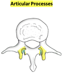 <p><span>Projections with articular facets</span></p><p><span>Articulate superiorly and inferiorly -> joints</span></p>