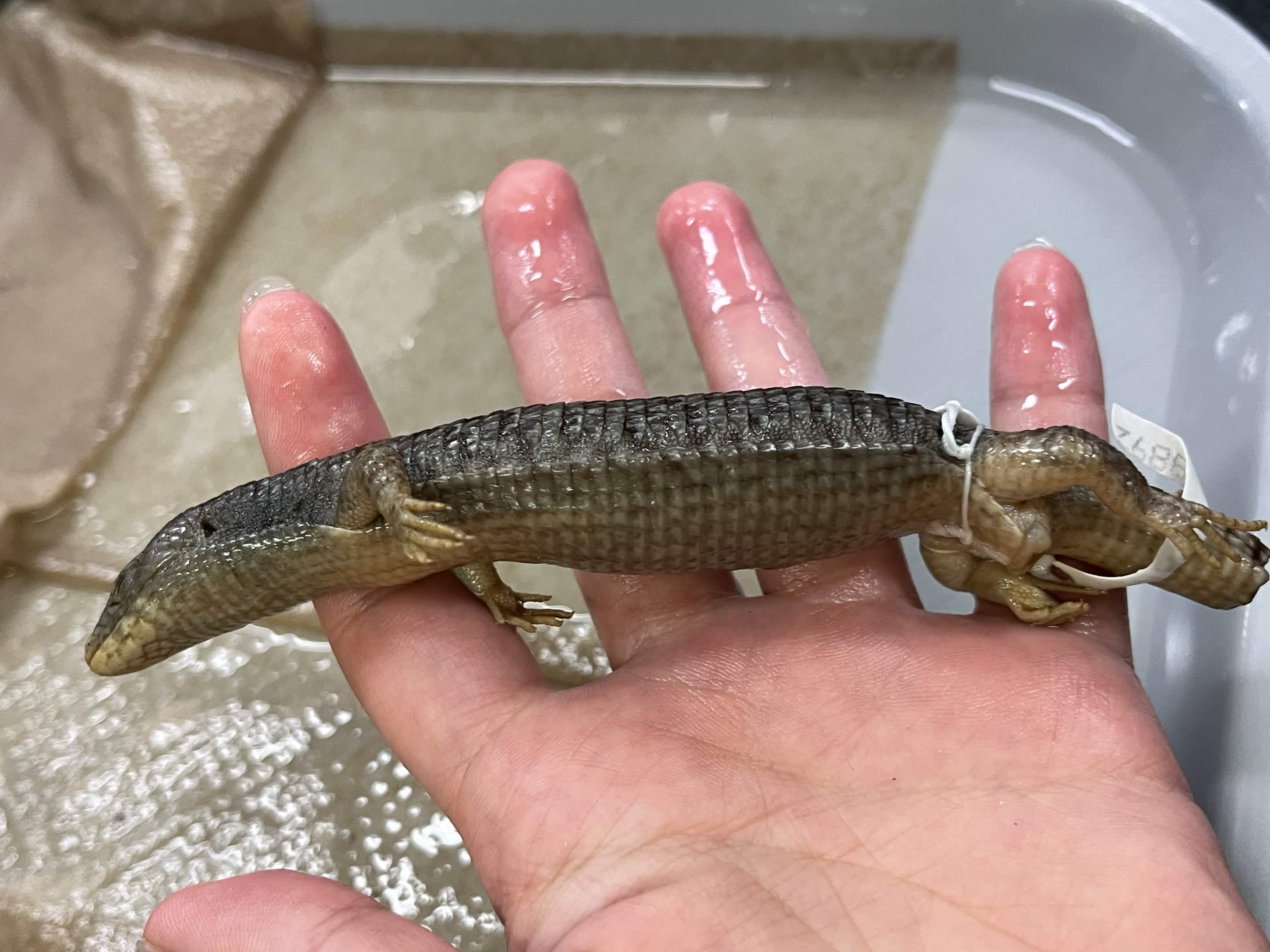 <p>Family + Species?</p><ul><li><p><strong>black border</strong></p></li><li><p>square scales</p></li></ul><p></p>