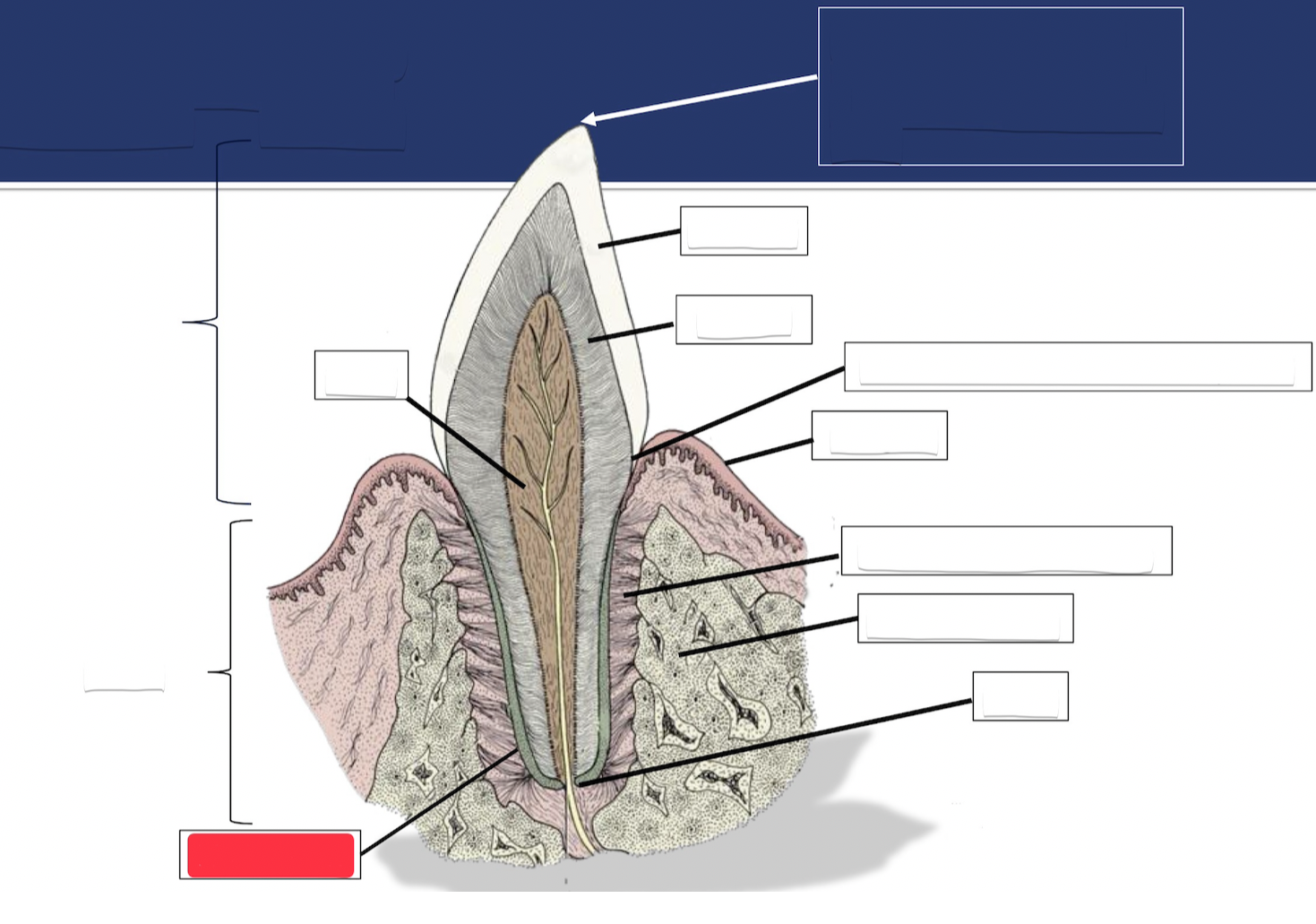 <p>Label this part of the tooth.</p>