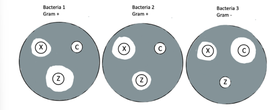 <p>After reading the following scenario, and examining the accompanying image, match the correct antibiotic on the right, with the correct statement on the left. Some options may be used more than once, or not at all.<strong><br></strong></p><p>Suppose a hospital wanted to know the effectiveness of three antibiotics (Z, X, &amp; C) on three different species of bacteria (Bacteria 1, Bacteria 2, and Bacteria 3). To determine the effectiveness, the hospital prepared the following three Kirby Bauer plates. In the diagram, white circles represent antibiotic discs (Z, X, or C respectively), while gray shading is used to indicate areas where bacteria has grown. &nbsp;</p><p></p><p>— If a patient has an infection caused by bacteria 3, this would be the least effective medication to prescribe</p><p>— Narrow Spectrum antibiotic</p><p>— Broad spectrum antibiotic</p><p>— For bacteria 1, the antibiotic that has the largest zone of inhibition </p><table style="min-width: 50px;"><colgroup><col style="min-width: 25px;"><col style="min-width: 25px;"></colgroup><tbody><tr><td colspan="1" rowspan="1" style="padding: 3px; text-align: left; vertical-align: middle; white-space: nowrap;"><p><strong>1</strong>.</p></td><td colspan="1" rowspan="1" style="padding: 3px; text-align: left; vertical-align: middle; white-space: normal; width: 345.75px;"><p>Antibiotic C</p></td></tr><tr><td colspan="1" rowspan="1" style="padding: 3px; text-align: left; vertical-align: middle; white-space: nowrap;"><p><strong>2</strong>.</p></td><td colspan="1" rowspan="1" style="padding: 3px; text-align: left; vertical-align: middle; white-space: normal; width: 345.75px;"><p>Antibiotic X</p></td></tr><tr><td colspan="1" rowspan="1" style="padding: 3px; text-align: left; vertical-align: middle; white-space: nowrap;"><p><strong>3</strong>.</p></td><td colspan="1" rowspan="1" style="padding: 3px; text-align: left; vertical-align: middle; white-space: normal; width: 345.75px;"><p>Antibiotic Z</p></td></tr><tr><td colspan="1" rowspan="1" style="padding: 3px; text-align: left; vertical-align: middle; white-space: nowrap;"><p><strong>4</strong>.</p></td><td colspan="1" rowspan="1" style="padding: 3px; text-align: left; vertical-align: middle; white-space: normal; width: 345.75px;"><p>Both Antibiotic C and Antibiotic Z</p></td></tr><tr><td colspan="1" rowspan="1" style="padding: 3px; text-align: left; vertical-align: middle; white-space: nowrap;"><p><strong>5</strong>.</p></td><td colspan="1" rowspan="1" style="padding: 3px; text-align: left; vertical-align: middle; white-space: normal; width: 345.75px;"><p>Both Antibiotic C and Antibiotic X</p></td></tr></tbody></table><p></p>
