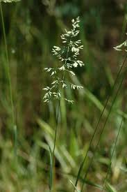 <p>Kentucky bluegrass</p>