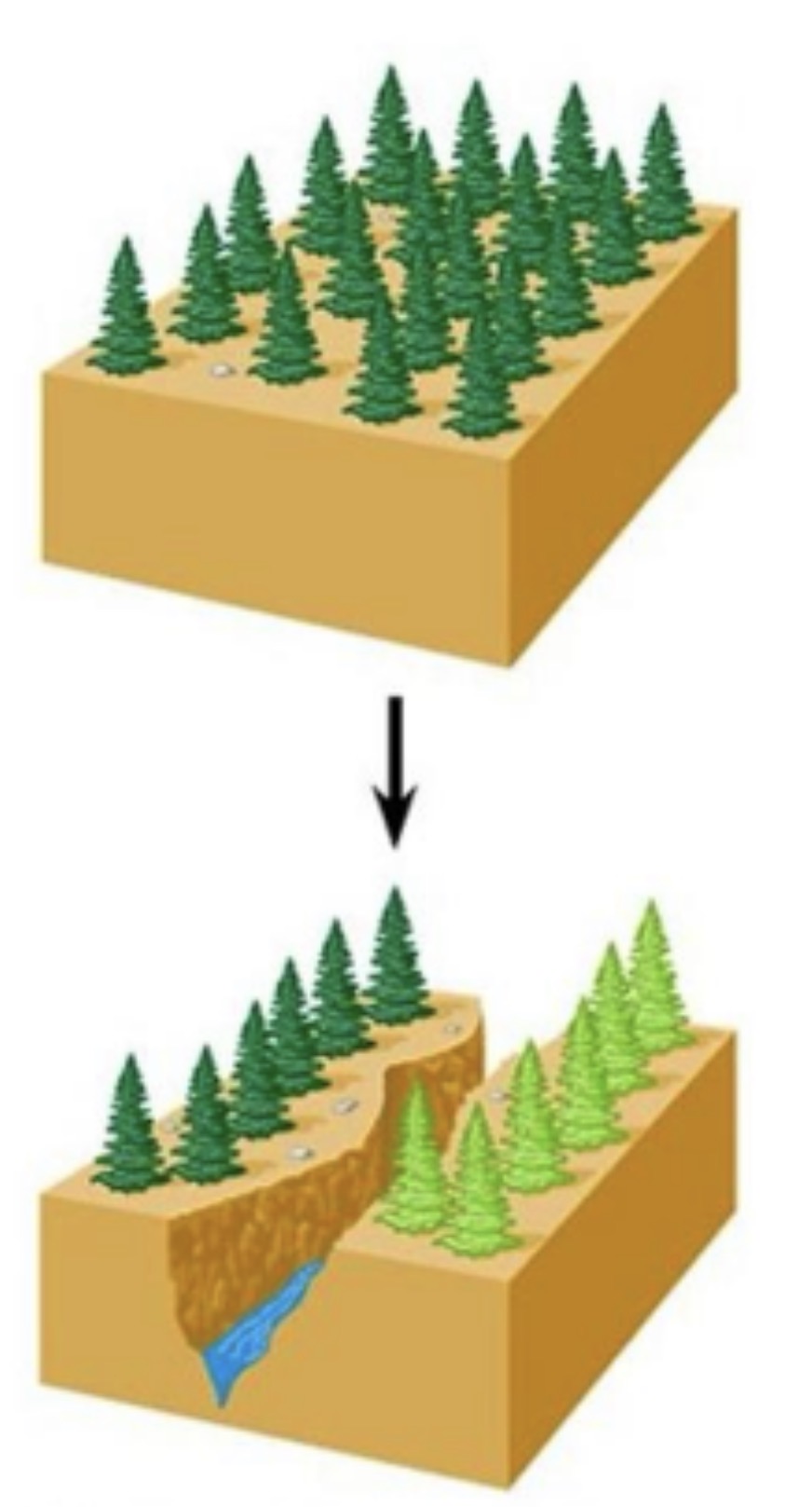 <p>What evidence did Coyne give for the claim that allopatry is the predominant mode of speciation?</p><p>A. Groups that have been isolated for longer periods display greater genetic dissimilarity.<br>B. Closest living relative species are usually non-overlapping.<br>C. Many hybrids are infertile</p>