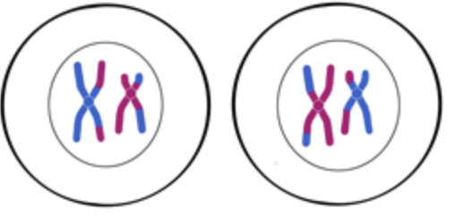 <ul><li><p><span>Chromosomes recondense (animals)</span></p></li><li><p><span>Nuclear membrane breaks down</span></p></li><li><p><span>Centrosome move to opposite poles of the cell</span></p></li><li><p><span>Chromosomes begin migrating to the metaphase II plate</span></p></li></ul><p></p>