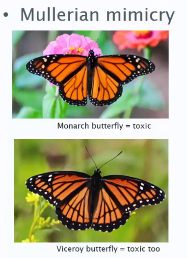<p>All species are toxic and all look similar to maximise deterrence. </p>