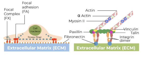 <ul><li><p>adsorbed Protein layer</p></li><li><p>Cells make contact and anchor to the adsorbed layer on focal adhesions</p></li><li><p>Integrins attach to specific anchoring proteins (fibronectin, collagen, vitronectin, laminin)</p></li><li><p>Adherent cells are flatter, while non-adherent or dead cells are spherical.</p></li></ul><p></p>