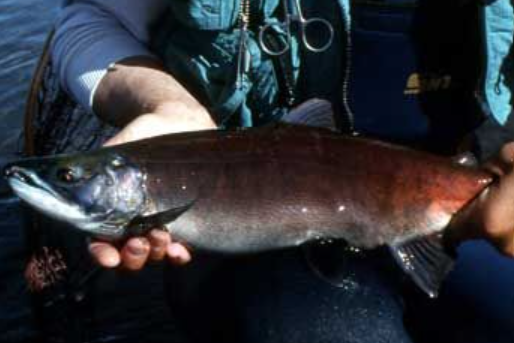 <p>Oncorhynchus nerka</p><p>nonnative</p><p>salmon</p><p>similar to sockeye, before spawning they are silver on sides with green/blue back and little to no spotting, spawning males develop a bright green head and a bright red body, hooked jaw, and a hump, females less colorful with no hook in jaw </p>