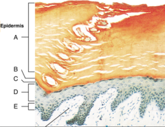 <p>C: flattened keratinocytes; abundant pre-keratin intermediate filaments; waterproofing glycolipid that is secreted into the extracellular space</p>