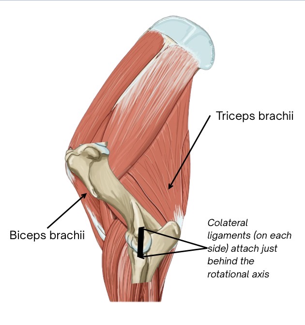 <p>MCL and LCL of cubital joint attach caudal to axis of joint rotation (and the humeral condyles are elongated) therefore it takes effort to “snap” the joint between extension and flexion</p><ul><li><p>the collateral ligg. also prevent medial and lateral movement of the joint</p></li><li><p>joint is fully extended when passively standing</p></li><li><p>if the triceps m. were to contract, the cubital joint snaps into extension, but then the triceps is able to relax once extended</p></li><li><p>in order for the joint to come out of extension, the biceps and brachialis m. contract to flex the joint</p></li></ul><p>weight bearing increases shoulder flexion → the biceps can relax but the central tendon is still taut, so the radius is pilled cranially to maintain cubital extension</p>