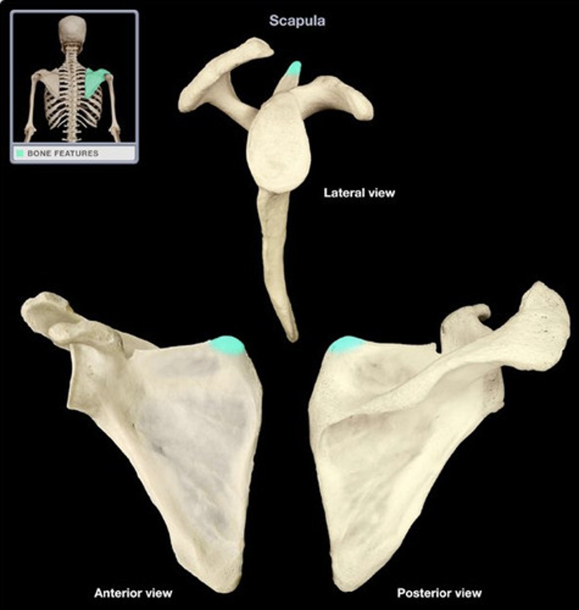 <p>BLANK of the scapula</p>