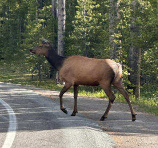 <p>Female elk</p>