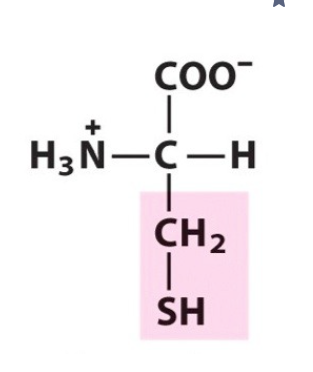 <p>What amino acid is this? </p>