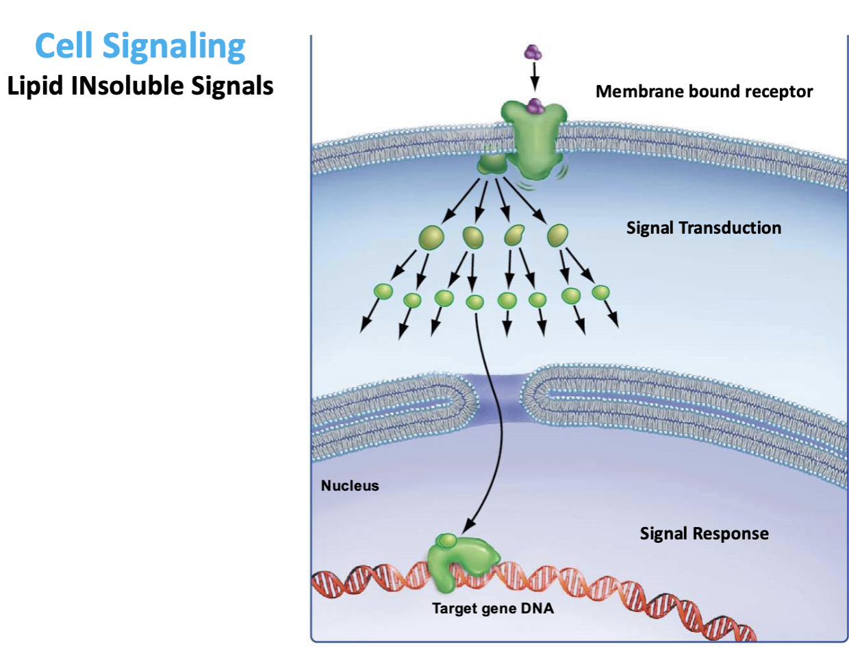 <p>One signal causing many downstream responses.</p><ul><li><p>signal cascade </p></li></ul><p></p>
