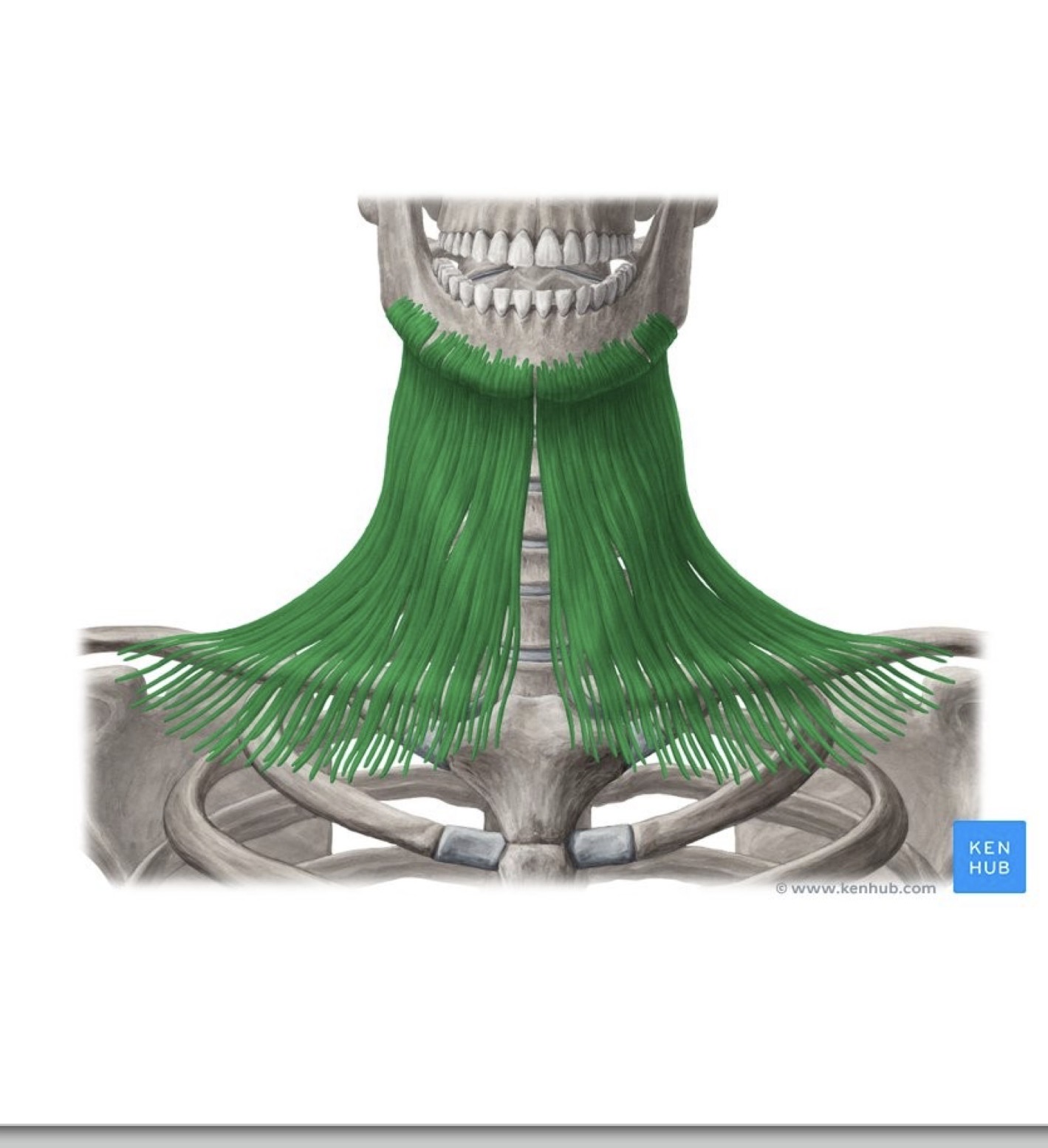 <p>What muscle is highlighted?</p>