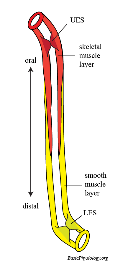 <p>skeletal muscle</p>