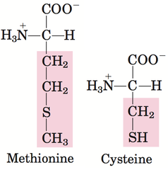 <p>methionine and cysteine</p>