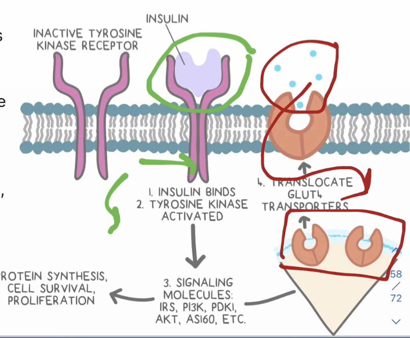 <p>Peptide hormone associated with RTKs</p><p>Resulting second messengers trigger the release of glucose transporters along the cellular membrane </p><p>Glucose flows out of the blood and into cells via the glucose transporters, decreasing blood glucose levels </p>