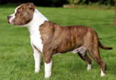 <p>welk type hond is dit</p>