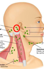 <p>Lymph nodes located behind the ear that drain the scalp and parts of the ear.</p>