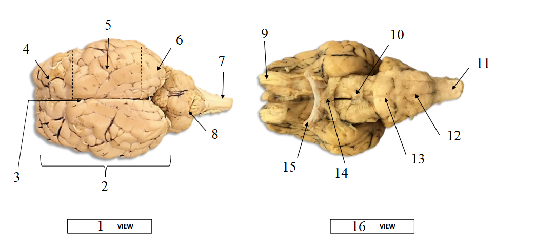 <ol><li><p>Which animal does this brain come from?</p></li><li><p>Name structures 1-16.</p></li></ol><p></p>