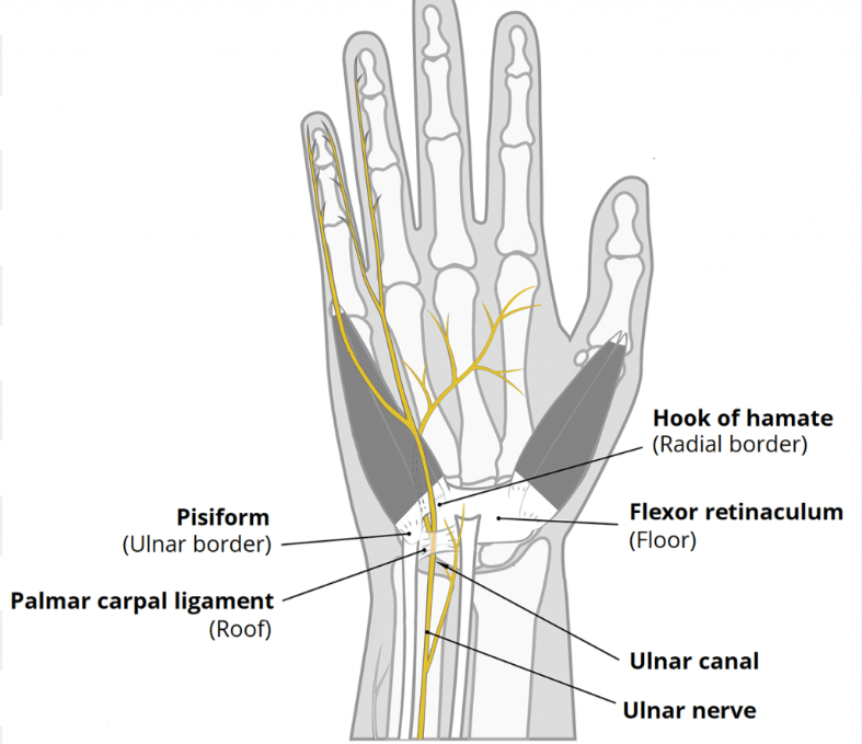 <ul><li><p>medial (ulnar): pisiform</p></li><li><p>Lateral (radial): hook of hamate</p></li><li><p>Roof: palmar carpal ligament</p></li><li><p>Floor: flexor retinaculum</p></li></ul><p></p>