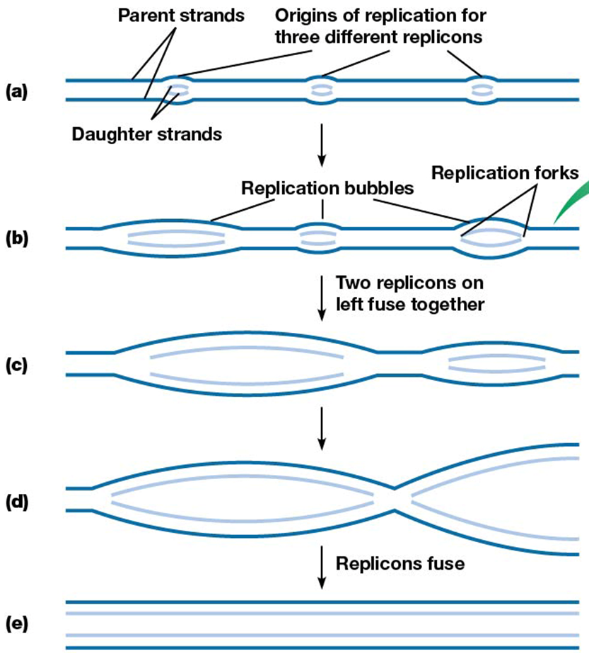 <p>replication site or replication bubbles</p><p>multiple per linear chromosome</p>