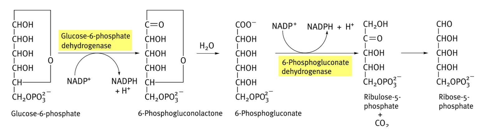 <p>1) G6P → 6-phosphogluconolactone (G6P déshydrogénase ; NADP → NADPH, par oxydation)</p><p>2) 6-phosphogluconolactone → 6-phosphogluconate (par hydratation)</p><p>3) 6-phosphogluconate → ribulose-5P (6-phosphogluconate déshydrogénase, par décarboxylation)</p><p>4) Ribulose-5P → ribose-5P (isomérase) </p>