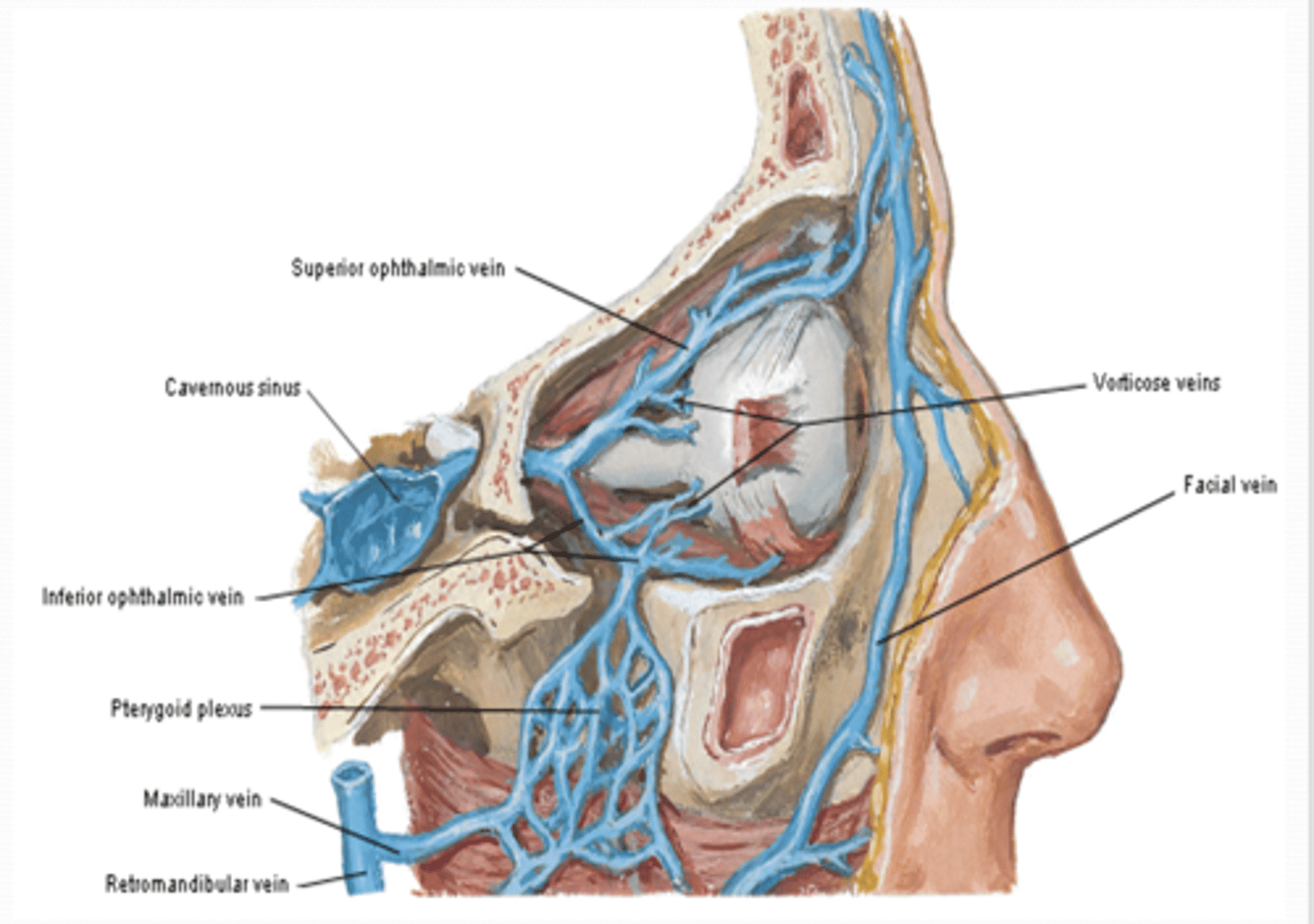 <p>Where does the inferior ophthalmic vein run, and with which structures does it communicate?</p>