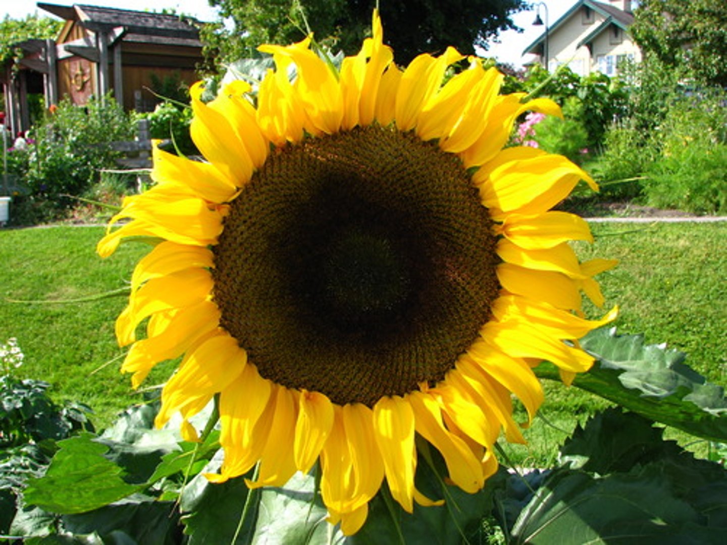 <p>Inflorescence looks like one blossom/flower</p><p>multiple "florets" per receptacle, asteraceae family (daisy, sunflower, chrysanthemums, dandelions)</p>